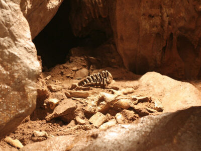 Fossil elephant tooth and bison bones