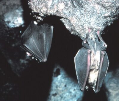 Greater Horseshoe bat